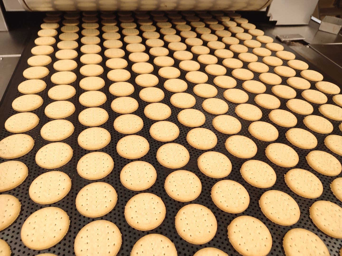 Knusprige Kekse Die Rohlinge werden goldbraun ausgebacken.